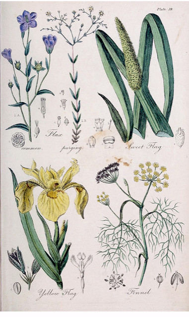 Lin cathartique (Linum catharticum)