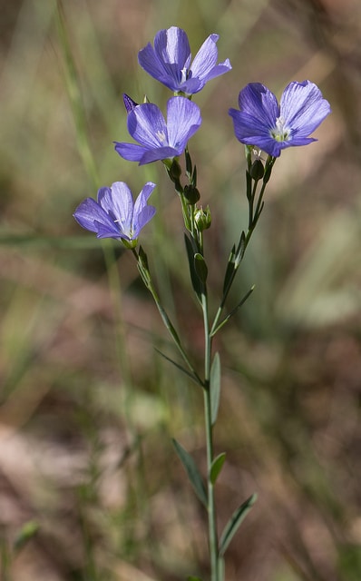 Linum marginale (Linum marginale)