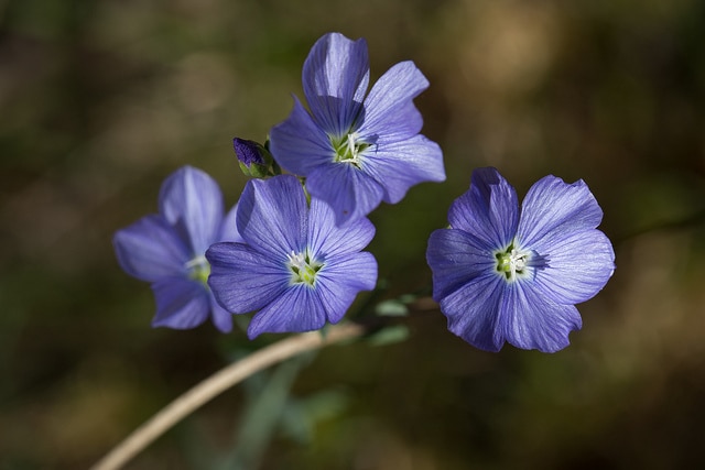 Linum marginale