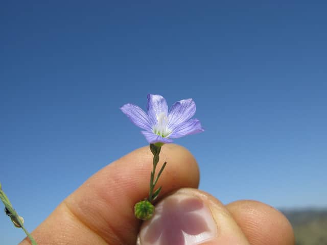 Linum marginale