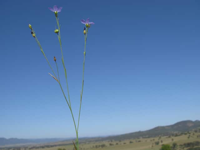 Linum marginale