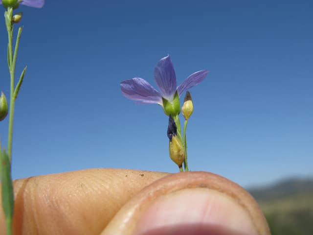 Linum marginale