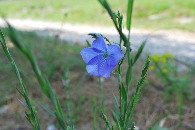 Lin de narbonne (Linum narbonense)
