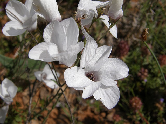 Lin à feuilles de salsola (Linum suffruticosum)