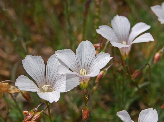 Lin à feuilles de salsola