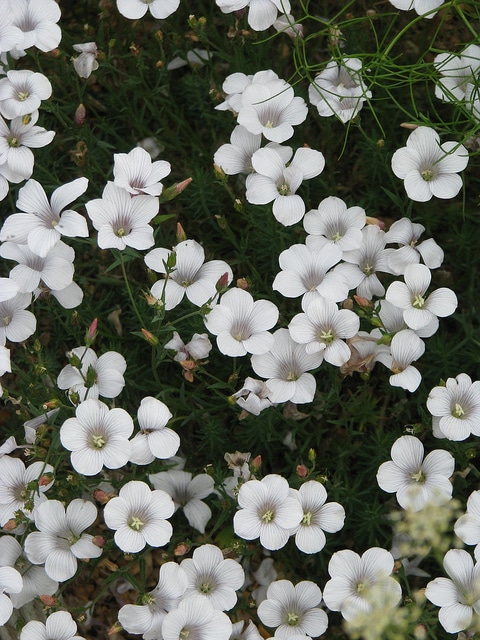 Lin à feuilles de salsola