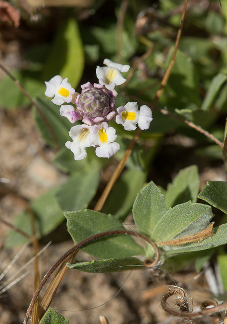 Phyla à fleurs nodales