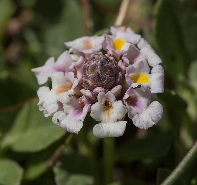 Phyla à fleurs nodales