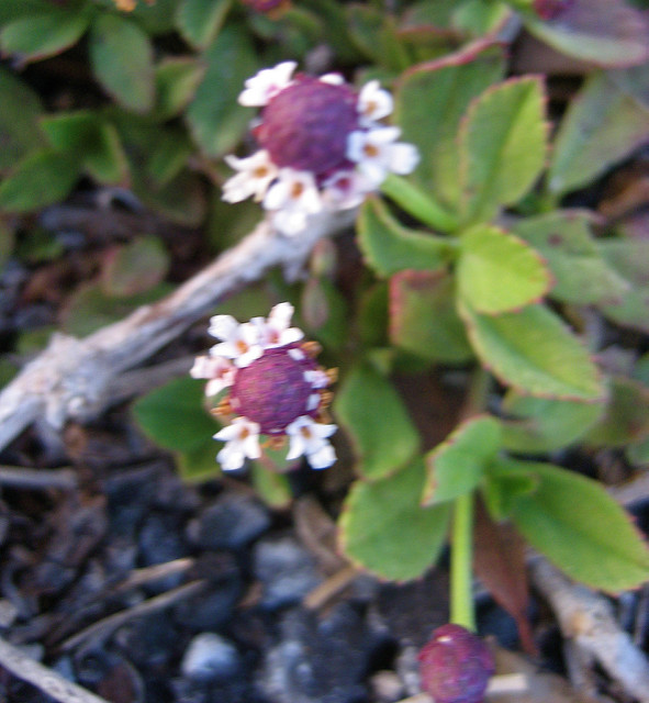 Phyla à fleurs nodales