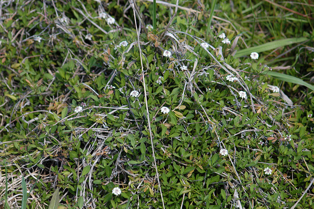 Phyla à fleurs nodales