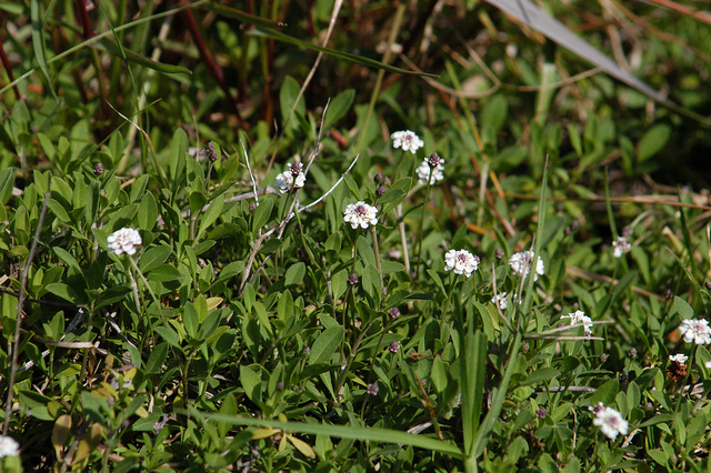 Phyla à fleurs nodales