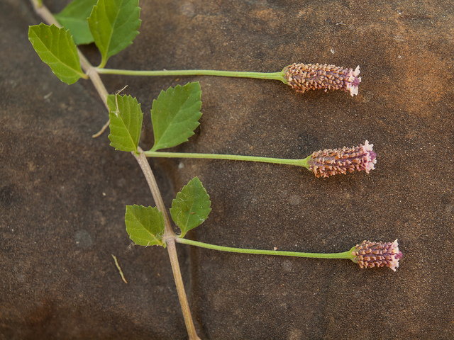 Phyla à fleurs nodales (Lippia nodiflora)