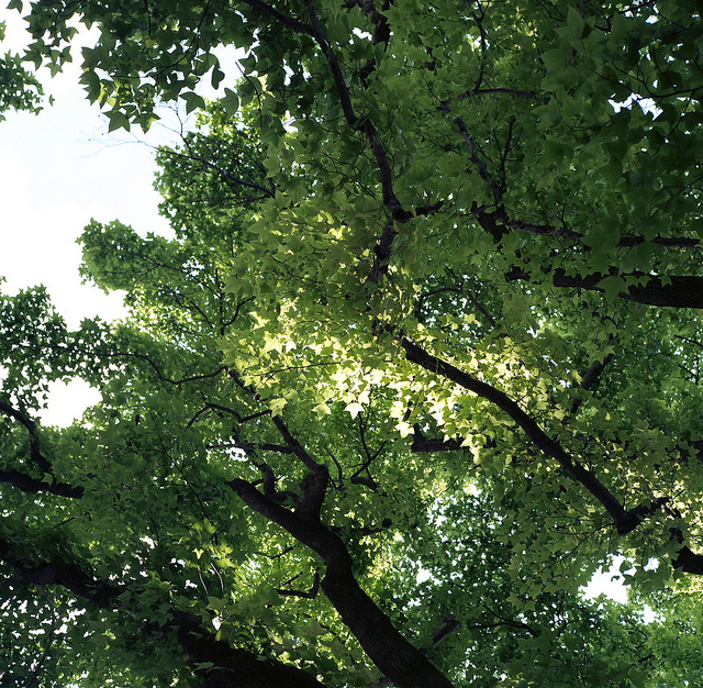 Copalme de formose (Liquidambar formosana)
