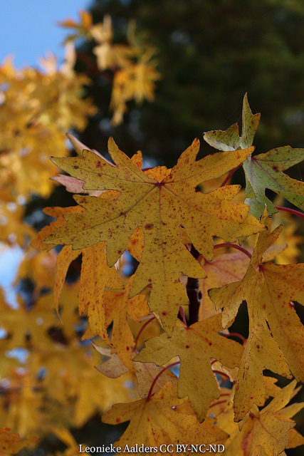 Liquidambar orientalis