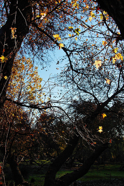 Liquidambar orientalis