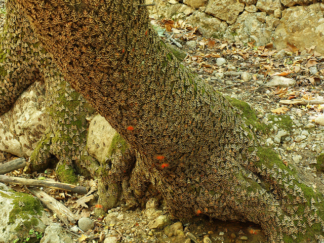 Liquidambar orientalis (Liquidambar orientalis)