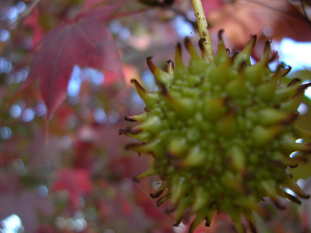 Liquidambar styraciflua