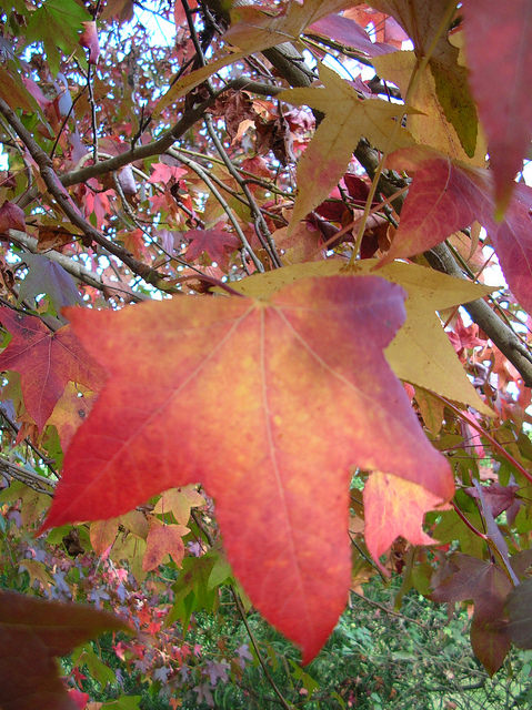 Liquidambar styraciflua