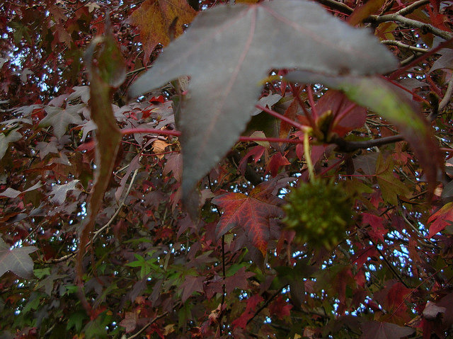 Liquidambar styraciflua
