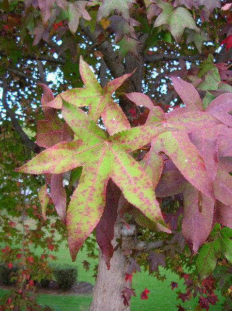 Liquidambar styraciflua