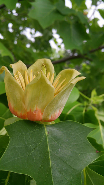 Tulipier de virginie