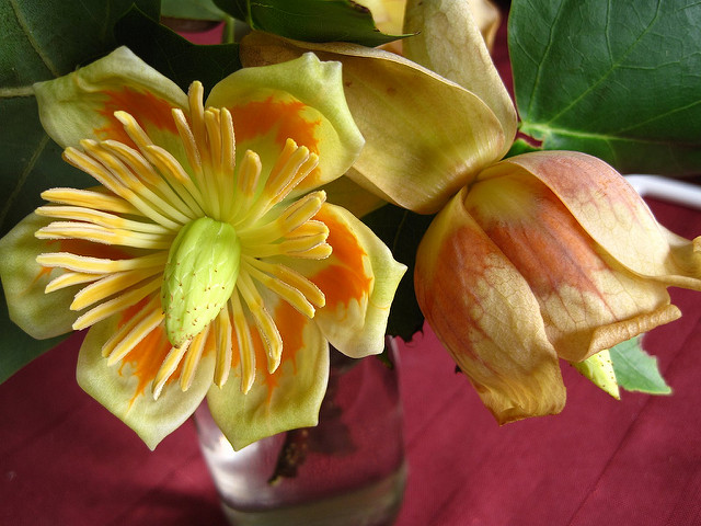 Tulipier de virginie