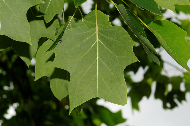 Tulipier de virginie (Liriodendron tulipifera)