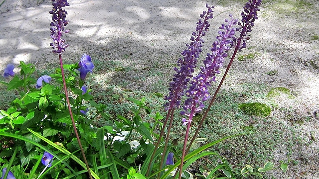 Liriope minor