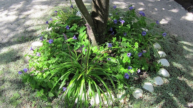 Liriope minor