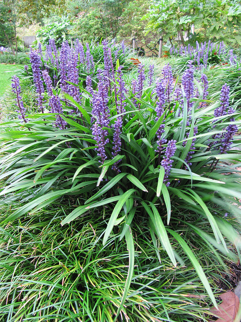 Liriope muscari (Liriope muscari)