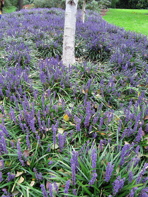 Liriope muscari