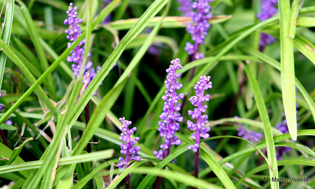 Liriope muscari