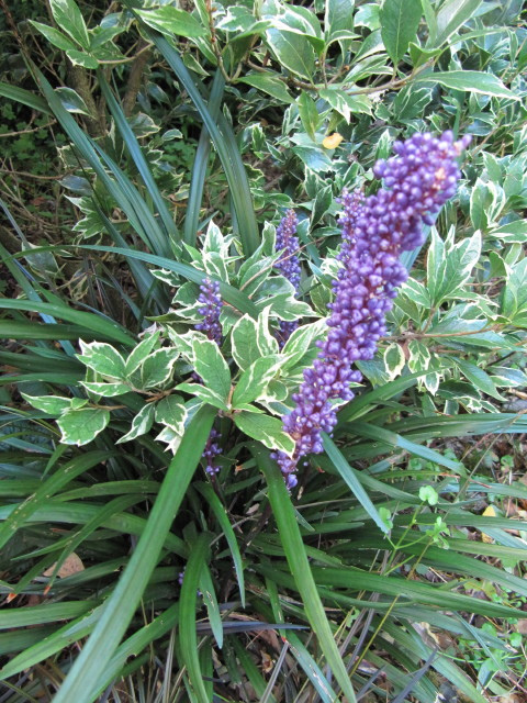 Liriope muscari