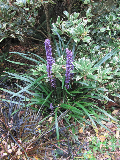 Liriope muscari