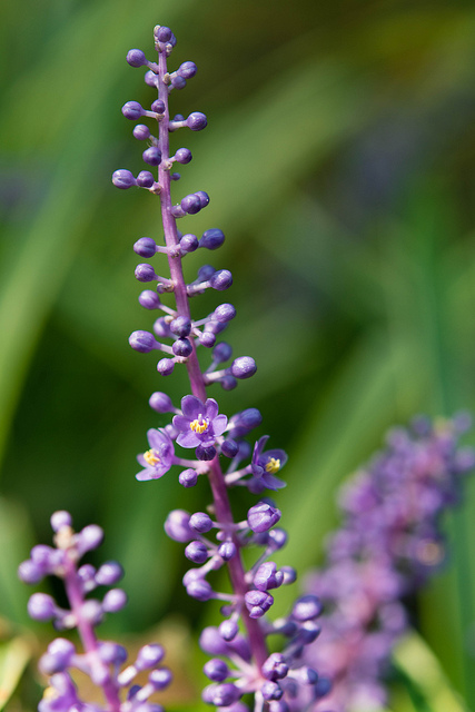 Liriope muscari