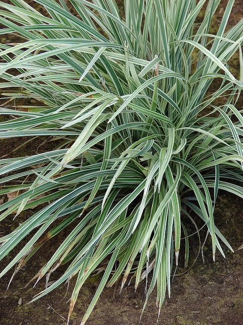Liriope spicata