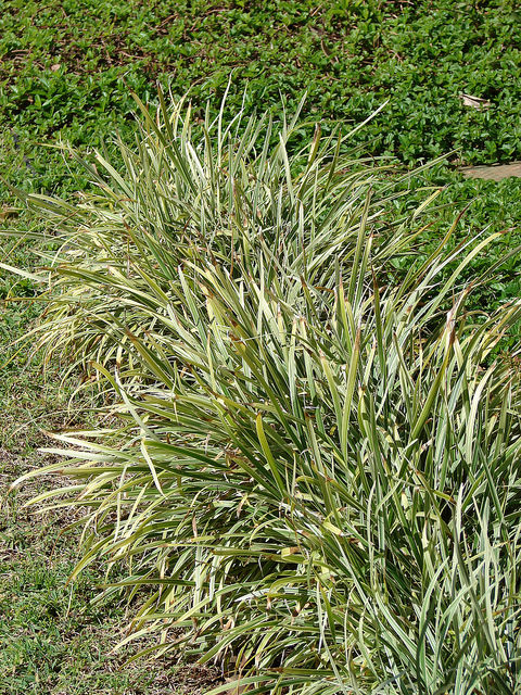 Liriope spicata