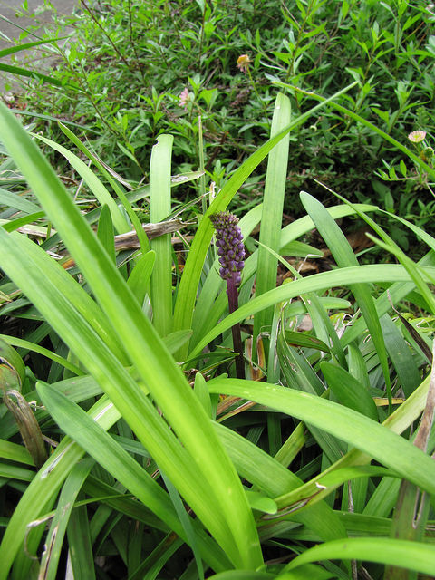 Liriope spicata