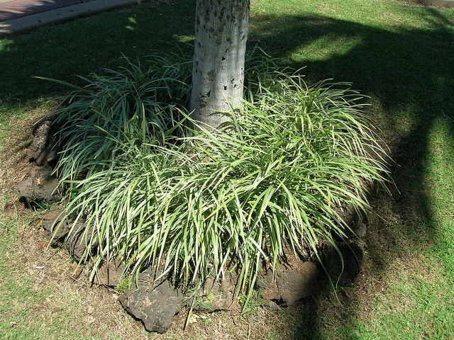 Liriope spicata