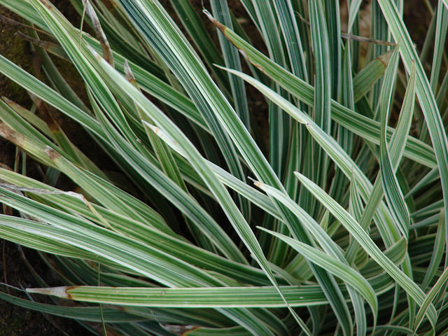Liriope spicata