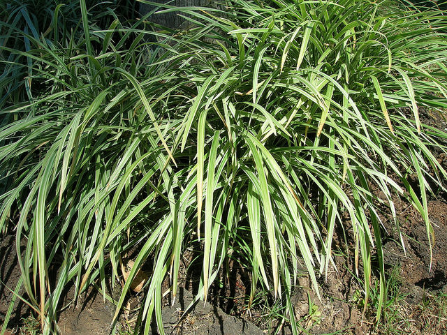 Liriope spicata (Liriope spicata)