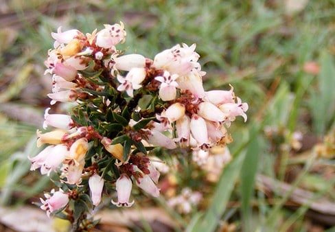 Lissanthe strigosa