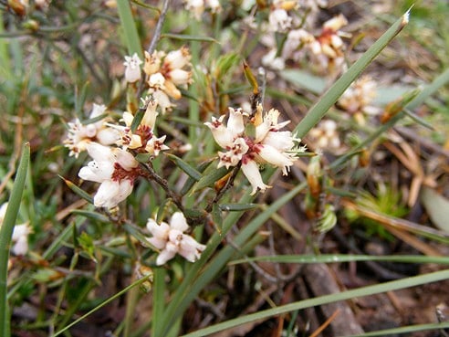Lissanthe strigosa