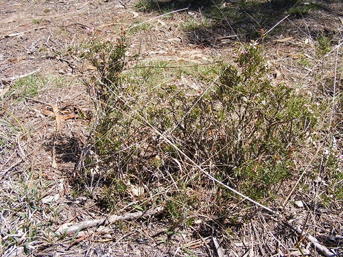 Lissanthe strigosa
