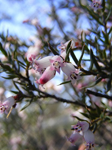 Lissanthe strigosa