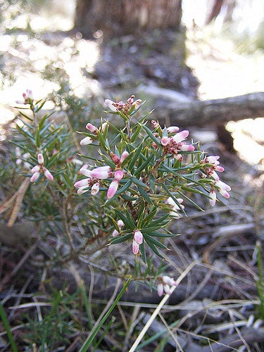Lissanthe strigosa