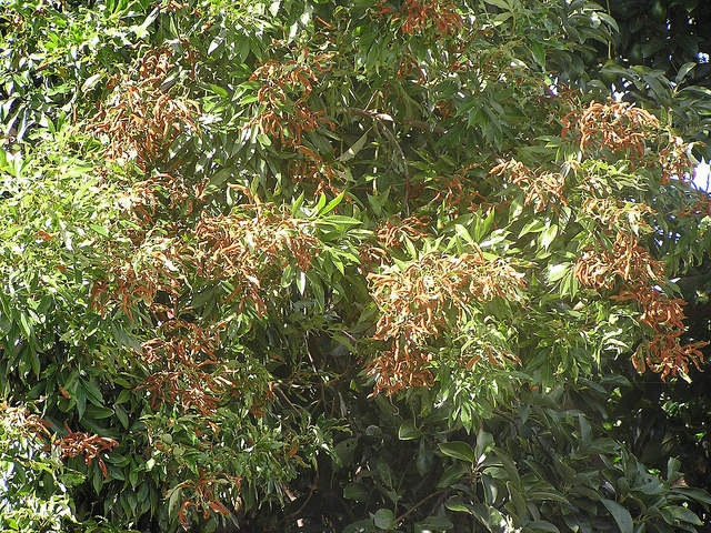Litchi