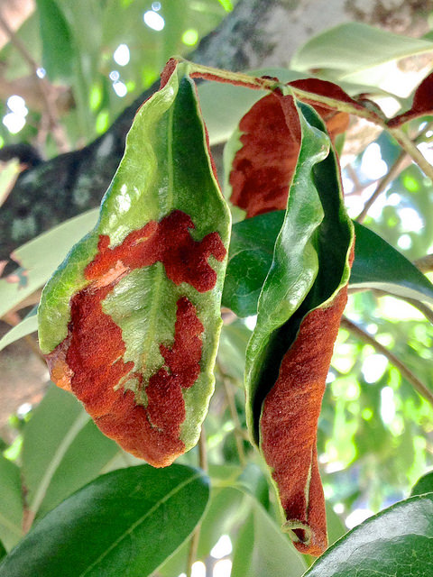 Litchi