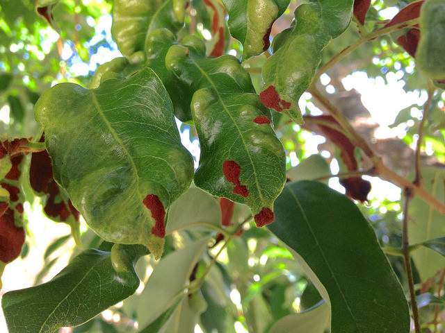 Litchi