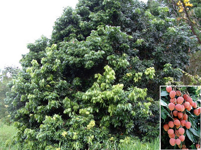 Litchi